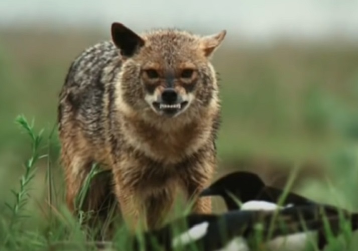 Lobo-solitário - Embora os lobos vivam em matilhas, alguns indivíduos são forçados a viver sozinhos, seja por expulsão ou por escolha ao buscar um novo território.
