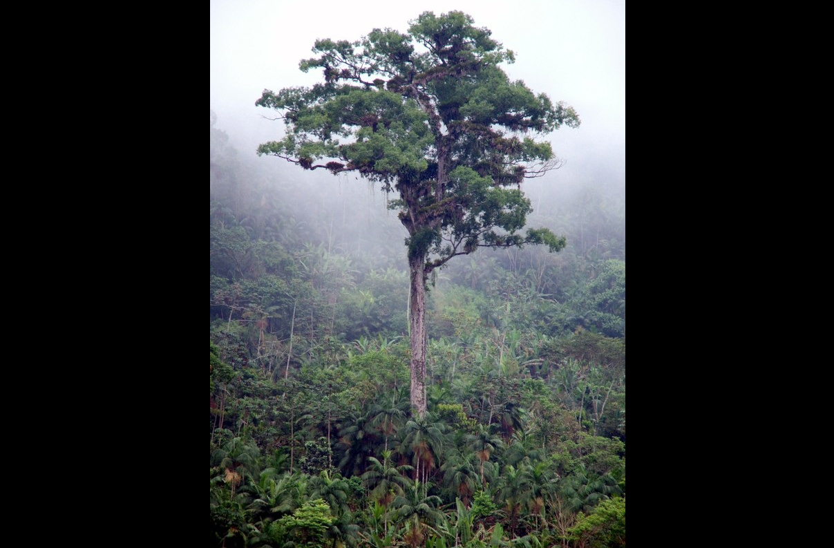 O Jequitibá-rosa é da espécie Cariniana legalis, nativa da Mata Atlântica e ameaçada de extinção. Sua presença no parque é um indicativo da qualidade ambiental da área, visto que contribui para o equilíbrio ecológico e para o sequestro de carbono.