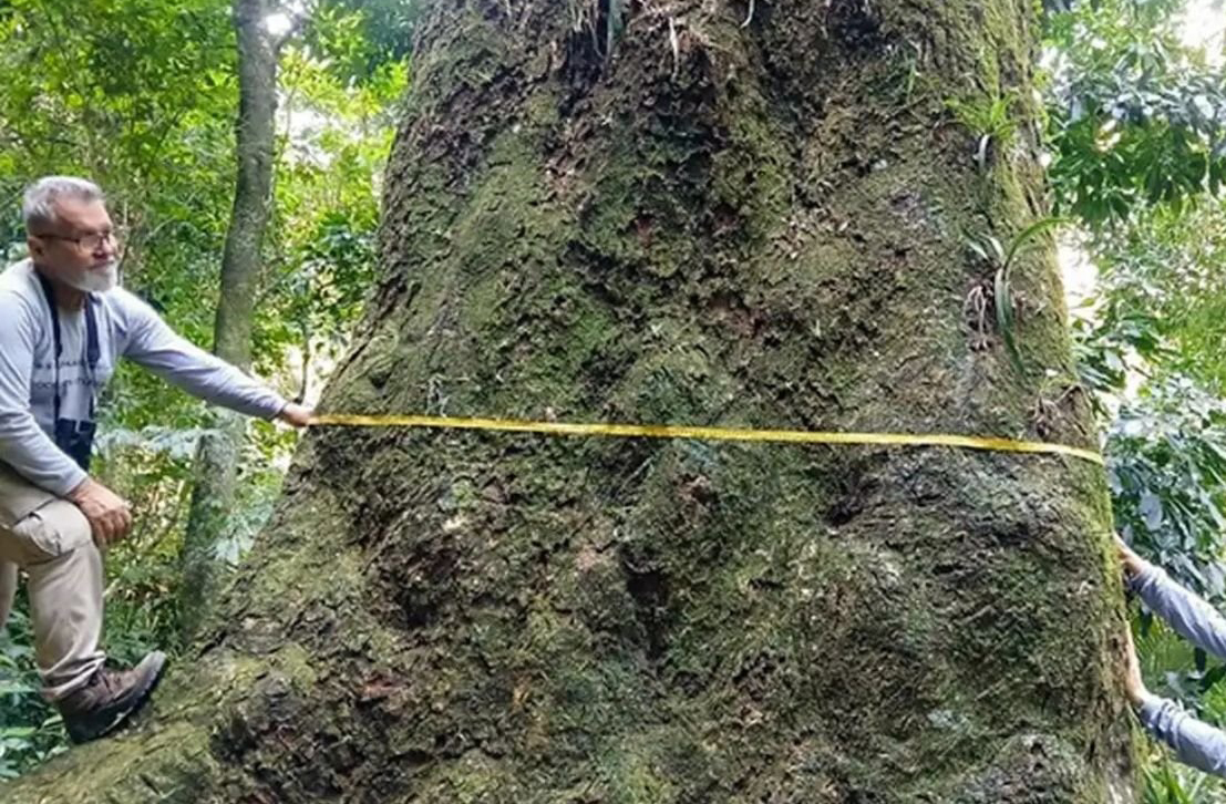 Segundo o biólogo Thiago Fernandes, da Fiocruz Mata Atlântica, a principal ameaça vem da extração de madeira e da perda de seu hábitat natural. A preservação da espécie, portanto, é urgente e essencial.