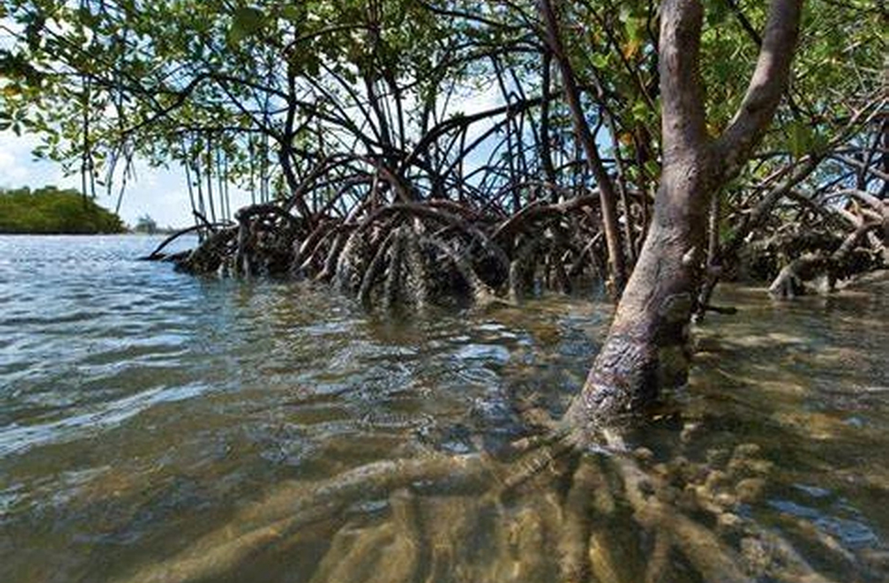 As marés empurram sedimentos para dentro do manguezal, permitindo que novas raízes se fixem em áreas antes submersas. Ao mesmo tempo, áreas antigas podem ser erodidas, forçando a vegetação a se regenerar mais adiante. Essa alternância cria o movimento aparente da floresta.