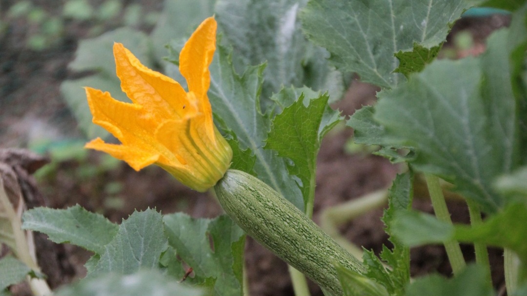 Ela tem antioxidantes, como vitamina C e o caroteno, que, segundo alguns estudos, podem prevenir alguns tipos de câncer como o de próstata, mama e de pele.