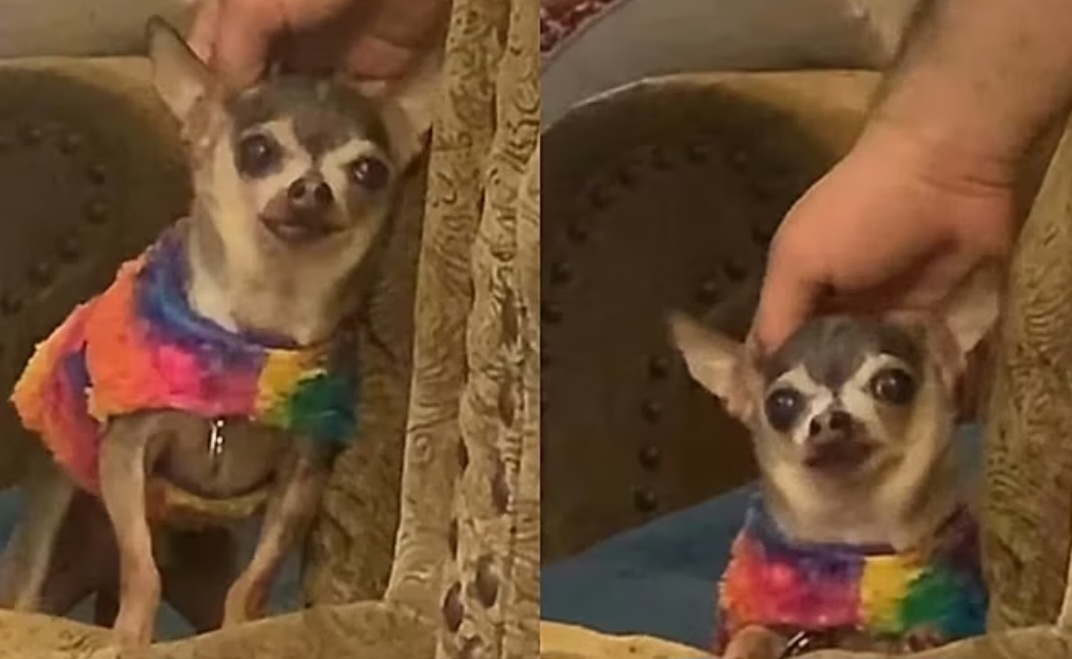 Cuidados diários também fazem diferença na qualidade de vida do chihuahua. Muitos apresentam manchas causadas por excesso de lágrimas, que podem ser amenizadas com higienizações frequentes e produtos específicos.