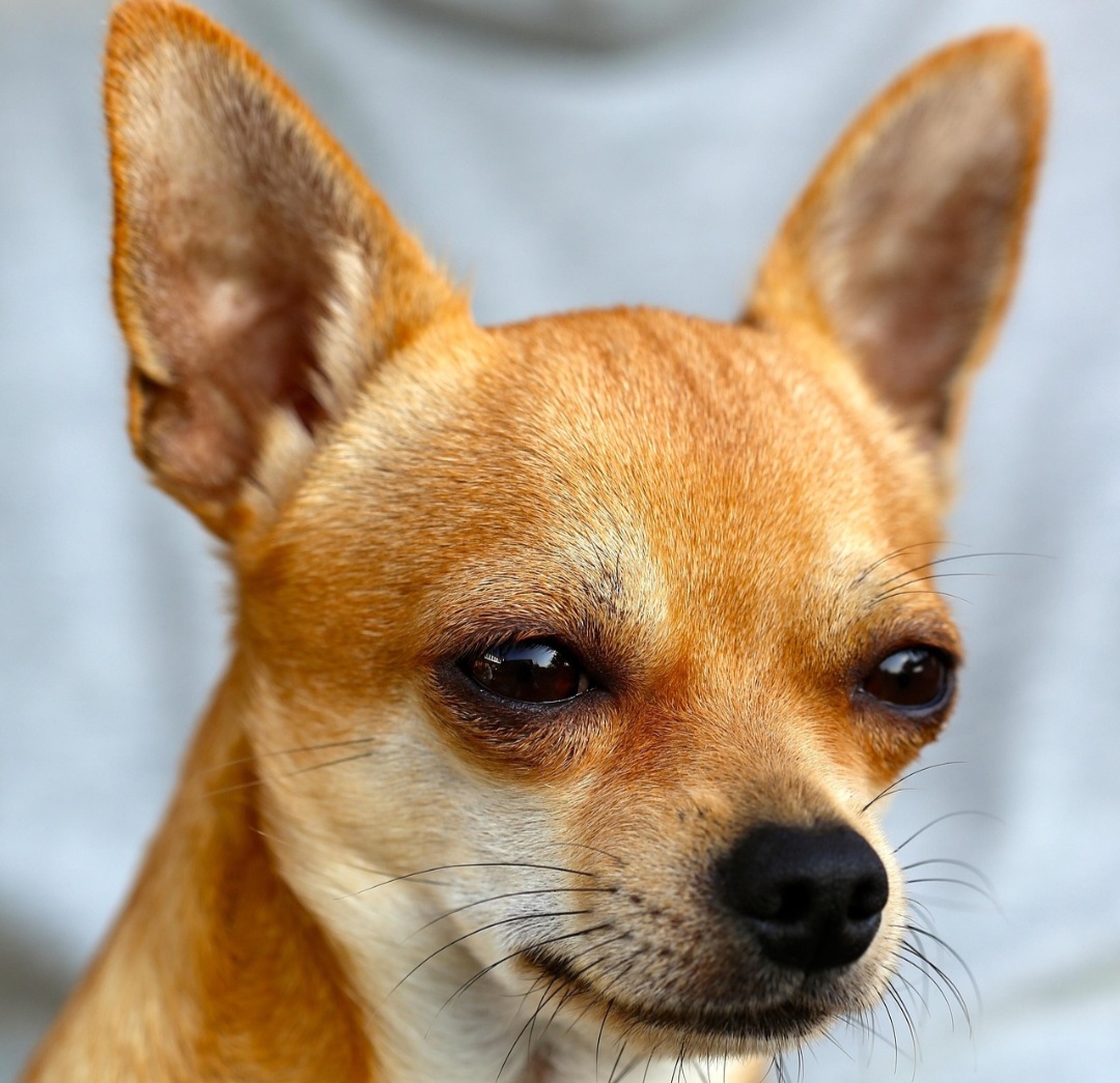 A raça possui duas variações principais de pelagem: pelo curto, mais comum, e pelo longo, que apresenta fios levemente ondulados e aparência mais volumosa. Há quem defenda que o chihuahua de pelo longo surgiu a partir de cruzamentos com raças como yorkshire e papillon, embora isso não seja consenso.