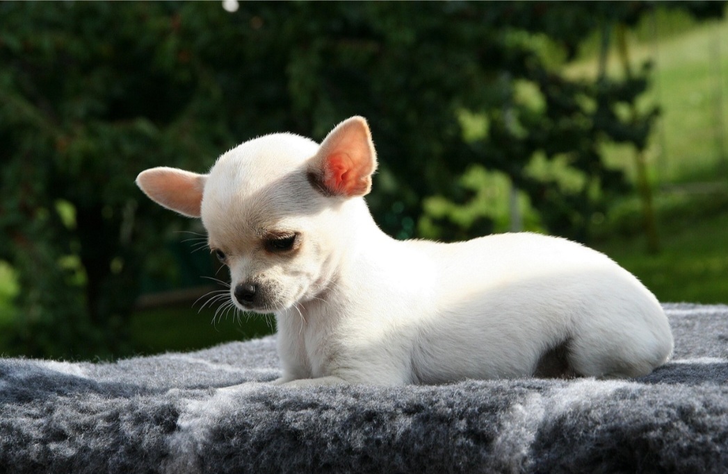 Independentemente do tipo de pelo, o charme é inegável. As cores mais frequentes são fulvo, dourado e branco com dourado, mas diversas outras combinações são aceitas oficialmente. Apesar da aparência delicada, o chihuahua costuma ser ativo, atento e bastante vigilante. 