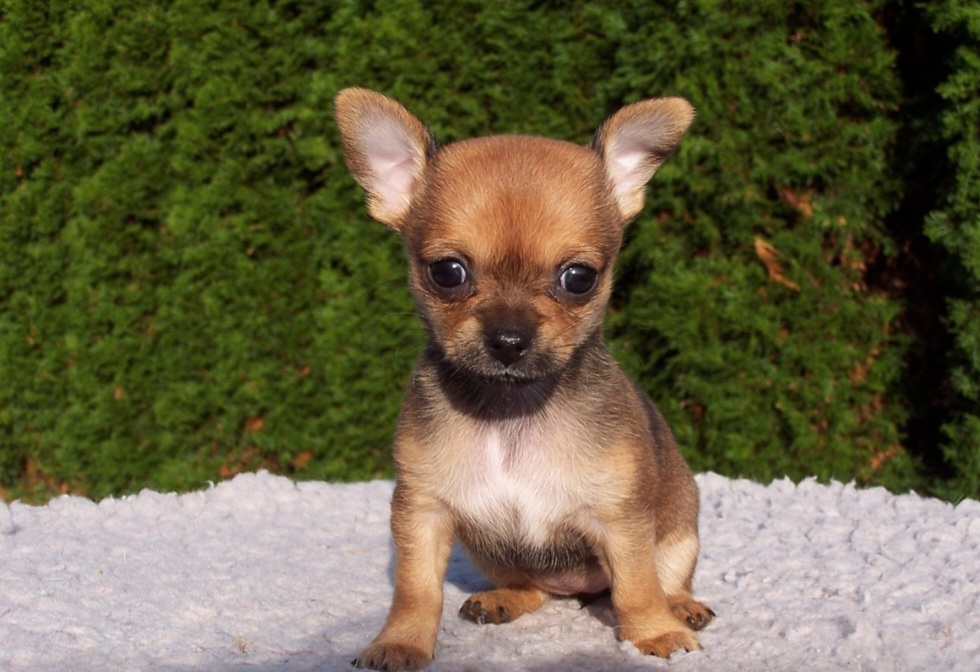 Seu latido é forte e característico, chamando atenção mesmo à distância. Por isso, é comum que seja considerado um pequeno cão de guarda, sempre pronto para alertar os tutores sobre qualquer barulho ou movimentação diferente.