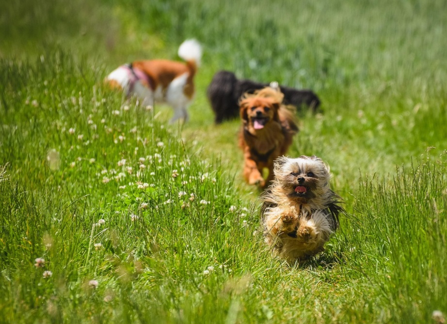 A convivência com pessoas e outros animais tende a ser positiva, desde que haja socialização desde cedo. No entanto, é preciso cuidado especial com crianças e brincadeiras mais agitadas, já que o tamanho reduzido torna o chihuahua mais vulnerável a acidentes.
