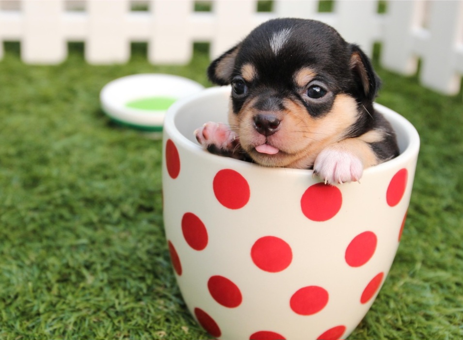 Além disso, são extremamente sensíveis ao frio, podendo tremer e passar mal quando expostos a baixas temperaturas ou situações de estresse. Por isso, manter o pet aquecido e em ambientes confortáveis é fundamental.