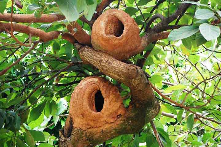 Alguns animais constroem ninhos que realmente se destacam pela complexidade, criatividade ou pelo uso único de materiais. Veja alguns dos mais curiosos: