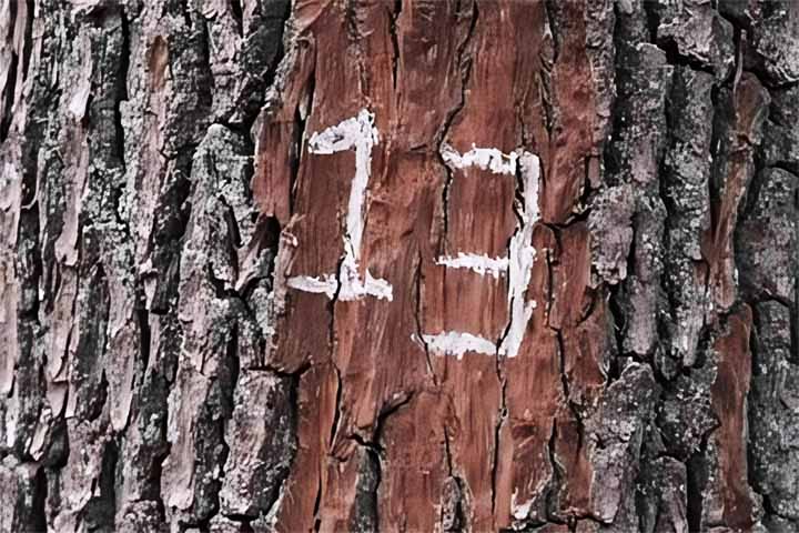 Triscaidecafobia - Medo irracional do número 13, frequentemente associado a crenças de azar ou mau presságio. Esse temor pode influenciar decisões cotidianas, como evitar datas, andares ou números ligados ao 13.
