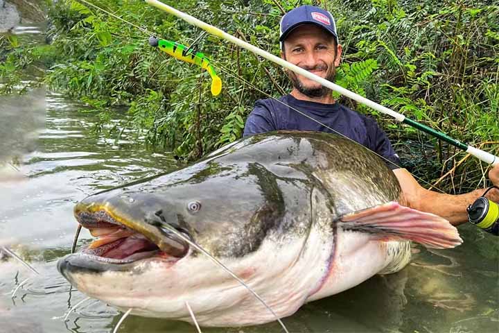 Embora o veneno raramente seja fatal, o contato pode causar dor intensa, inchaço, inflamação e, em casos mais graves, infecções secundárias. Por isso, recomenda-se nunca tocar em um bagre com as mãos desprotegidas, mesmo quando ele parece estar morto.
