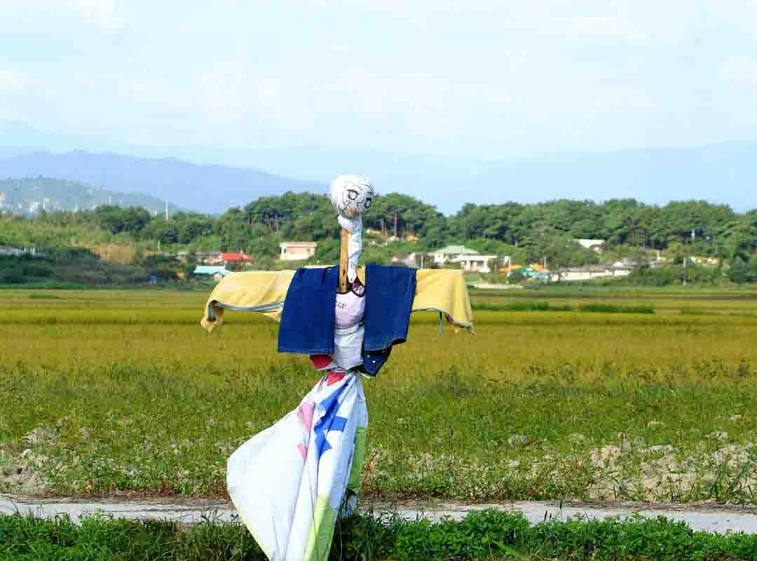 No interior da Coreia do Sul também há diversidade de tipos de espantalhos. Em geral, eles carregam um semblante mais “amistoso”. Mas também há os bonecos que carregam aspectos sinistros. 
