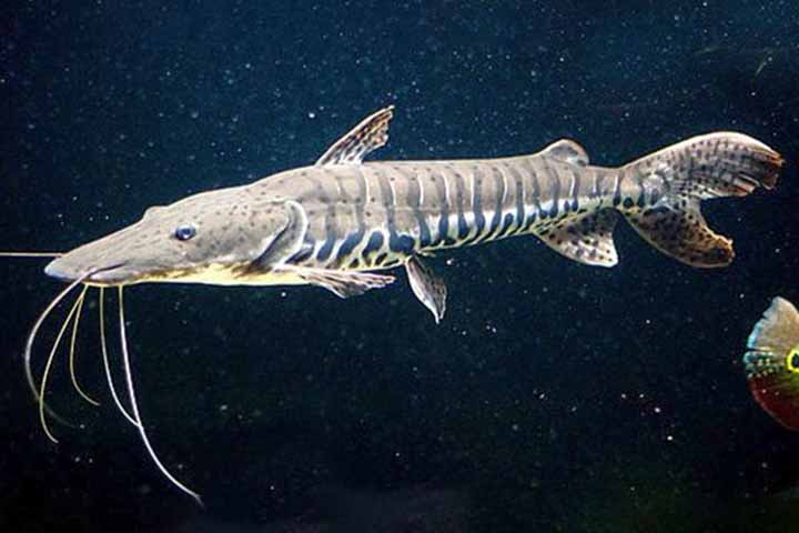 O peixe bagre é um nome popular usado para designar diversas espécies de peixes pertencentes principalmente à ordem Siluriformes, encontradas tanto em água doce quanto em ambientes marinhos. 
