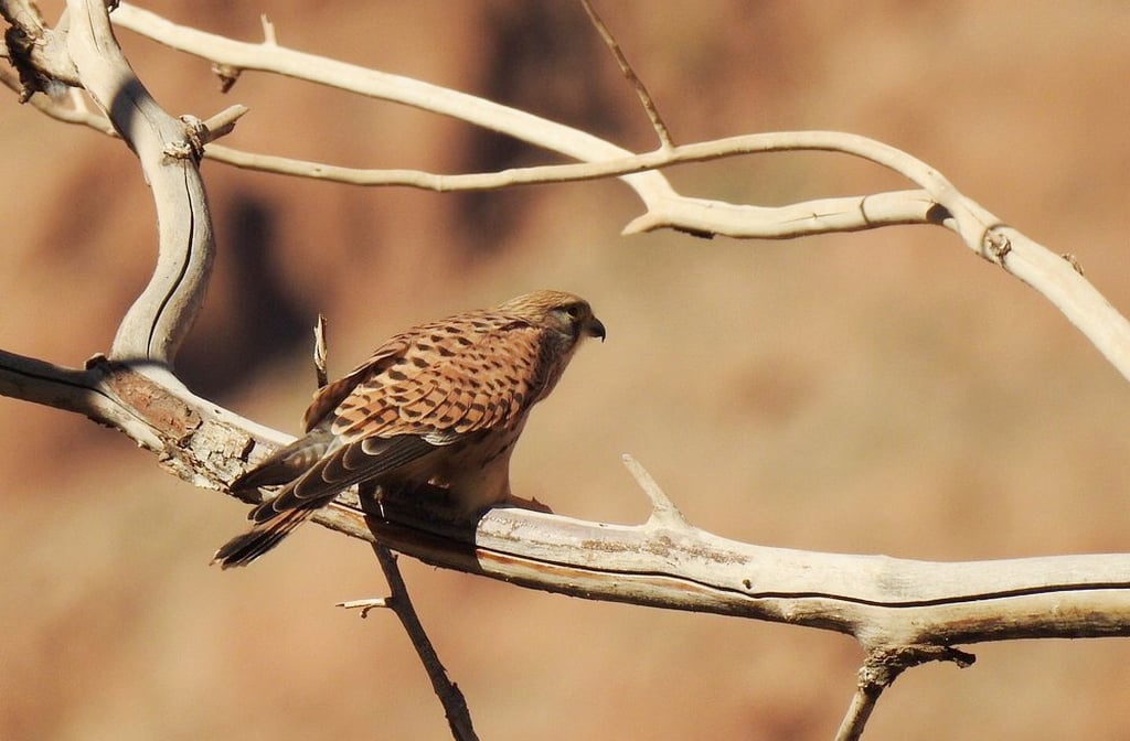 Embora árida, a região abriga aves, répteis e pequenos mamíferos adaptados ao ambiente rochoso. É comum ver falcões sobrevoando os desfiladeiros em busca de alimento. A natureza se manifesta em detalhes sutis e encantadores.