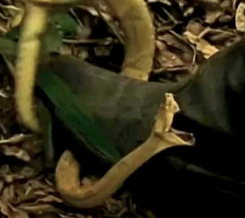 O jornalista Goulart de Andrade (1933-2016) entrevistou o herpetólogo (especialista em cobras) Marcelo Duarte, do Butantan, que disse: Esse bicho não come mais que 3 pássaros por ano. Sobrevive com pouquíssimo alimento. 