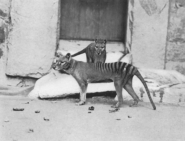 A ideia é conseguir trazer de volta animais que desapareceram ao longo da história, como o lobo-da-tasmânia, que aparece nessa foto, e o dodô .