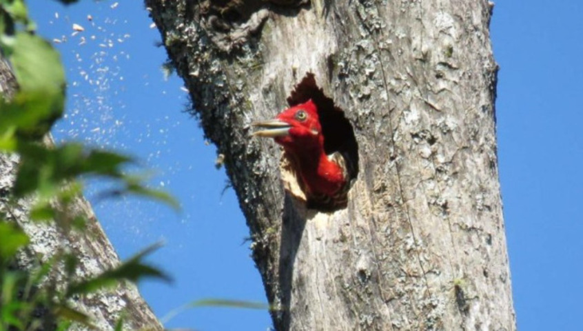 O estudo mostrou que cavidades escavadas têm baixa adequação e são pouco reutilizadas por aves secundárias, ao contrário das cavidades naturais. Especialistas destacam que florestas maduras, com árvores grandes e decomposição lenta da madeira, são essenciais para a formação de ocos de qualidade, reforçando que silvicultura não substitui a complexidade ecológica de uma floresta nativa.