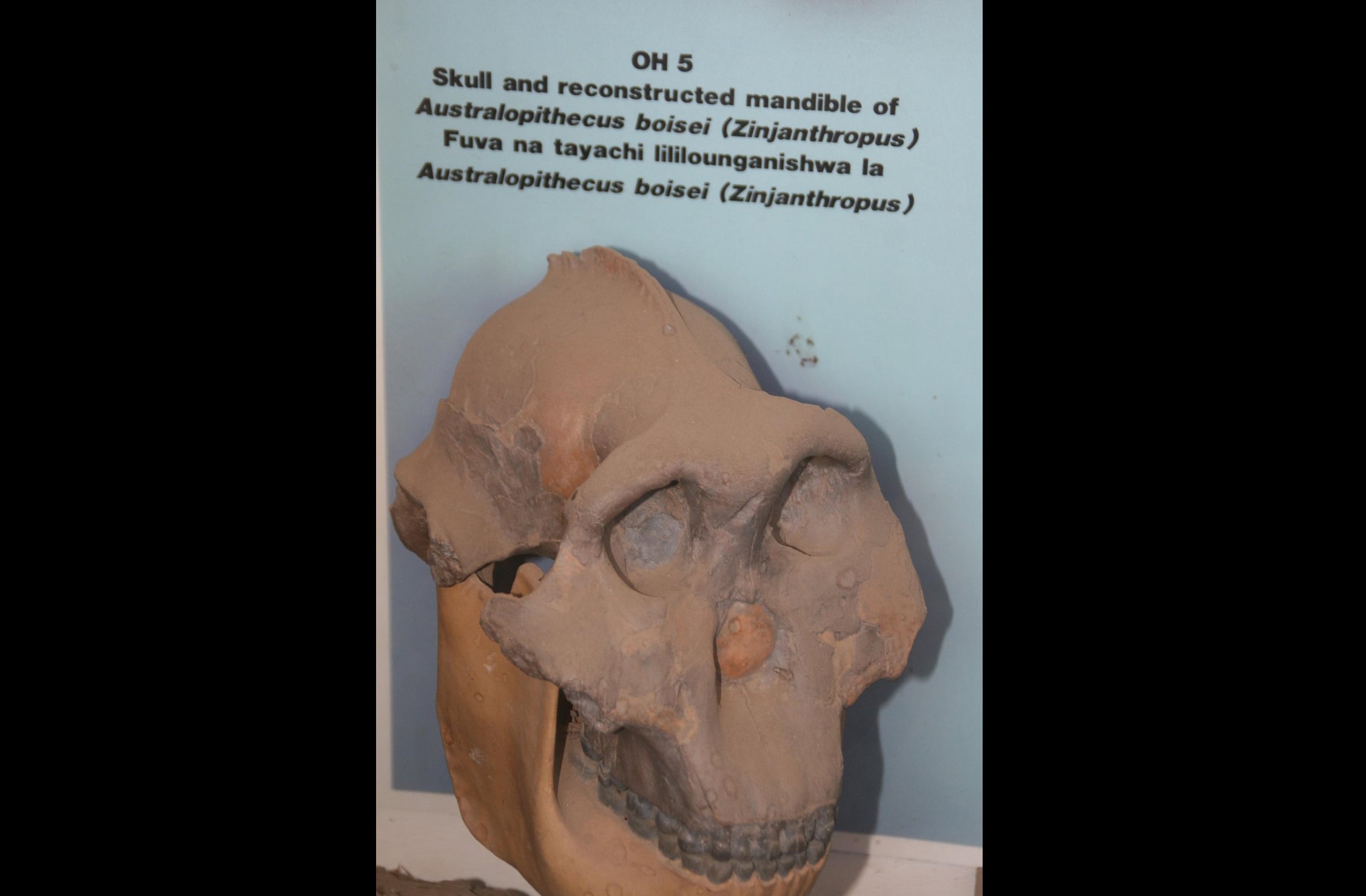 Em 1959, Mary Leakey descobriu o crânio de Paranthropus boisei, apelidado de Zinjanthropus, um marco na paleoantropologia mundial.