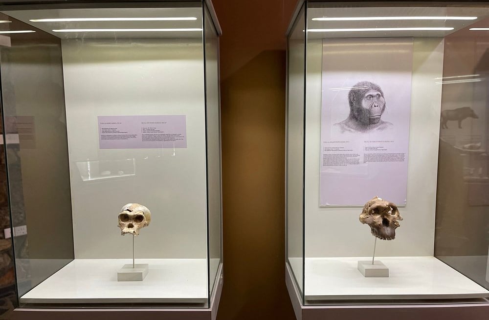 O local abriga um museu com fósseis originais, réplicas, painéis explicativos e exposições sobre a evolução humana e os achados da região.