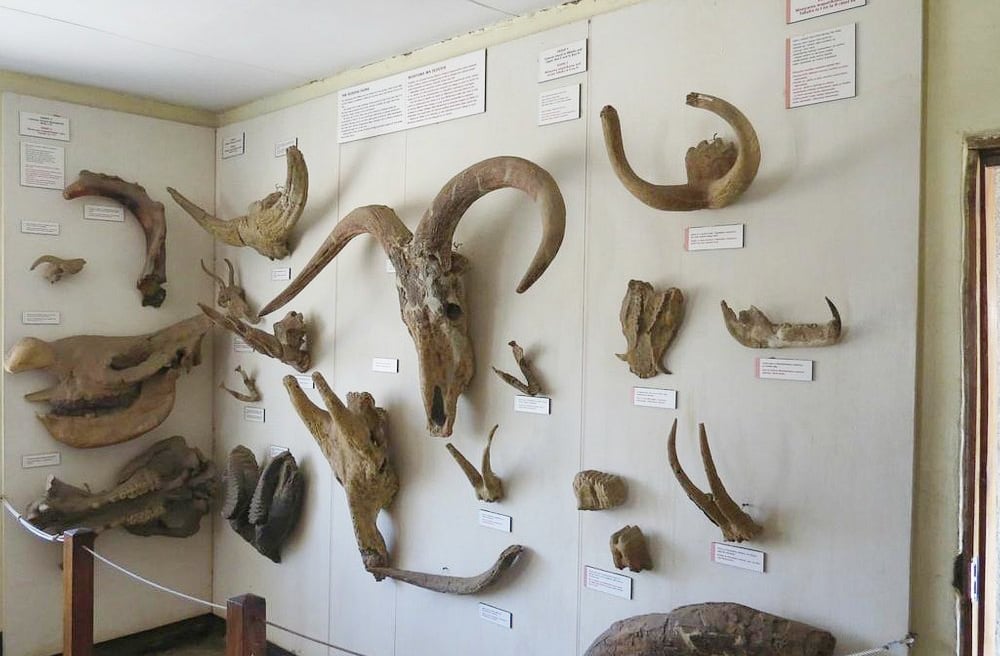 Erupções vulcânicas cobriram a área com cinzas finas, criando condições ideais para a preservação de fósseis e artefatos por milhões de anos.