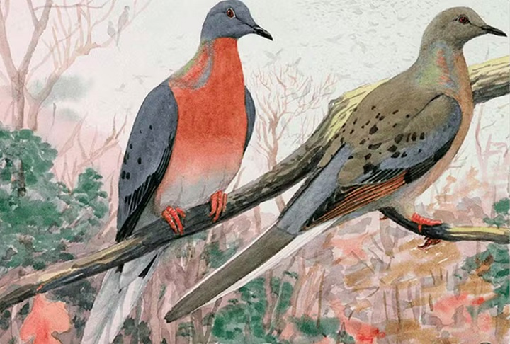 Segundo o site oficial da Colossal, a empresa tem a ambição de ser pioneira na aplicação bem-sucedida de tecnologia para a recuperação de espécies extintas. 