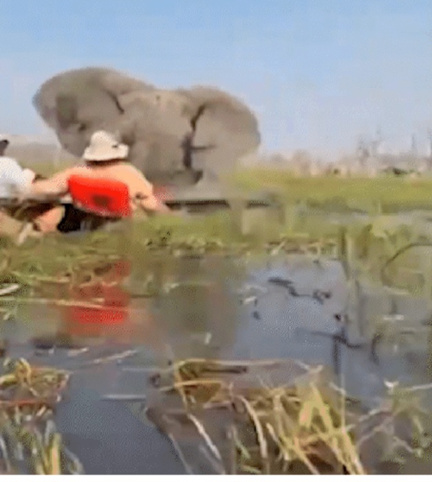 A área é conhecida por abrigar crocodilos e hipopótamos, o que aumentou o risco durante o incidente. 