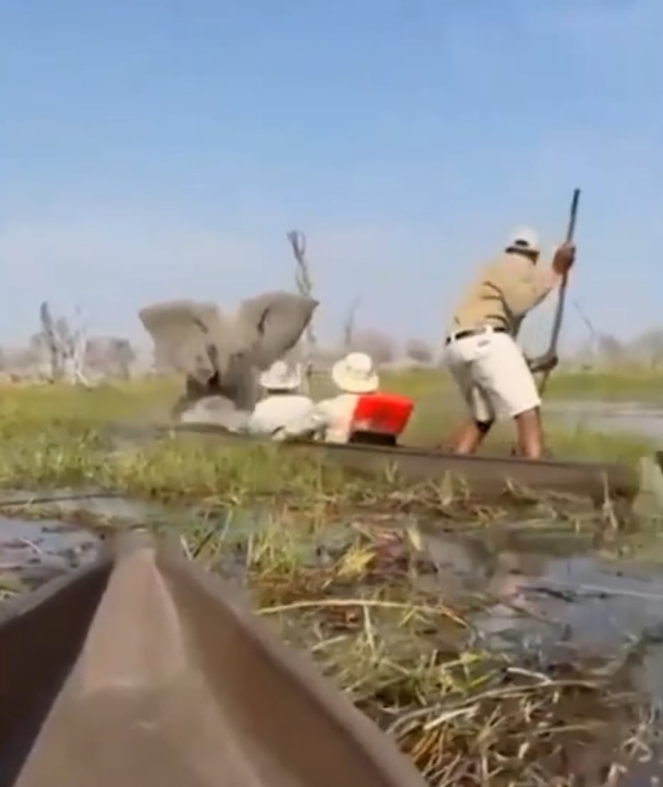Um grupo de turistas britânicos viveu momentos de pânico no Delta do Okavango, em Botsuana, ao ser surpreendido por um elefante em um ataque de fúria. 