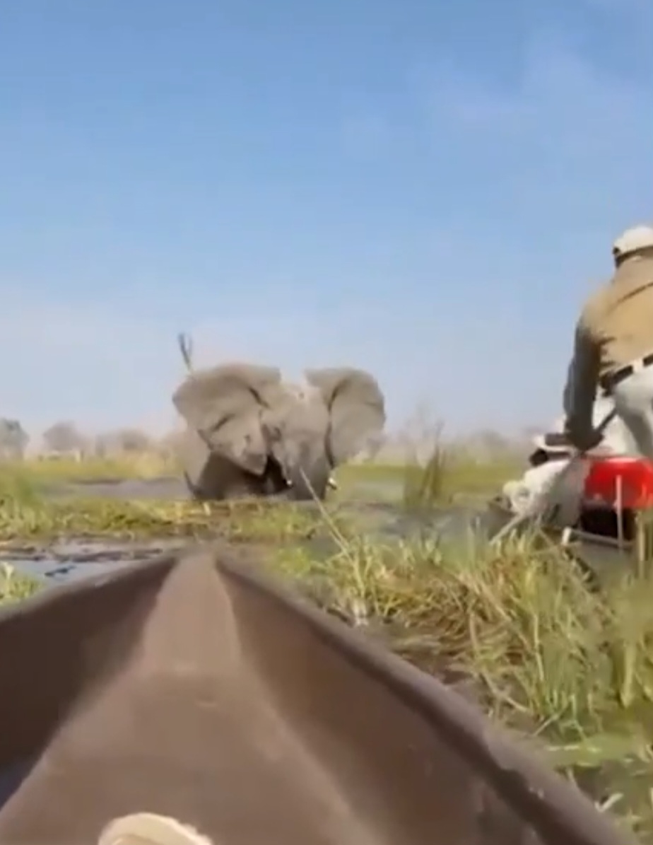 Eles faziam um passeio em canoas quando o animal investiu contra as embarcações, virando-as e lançando os passageiros na água.