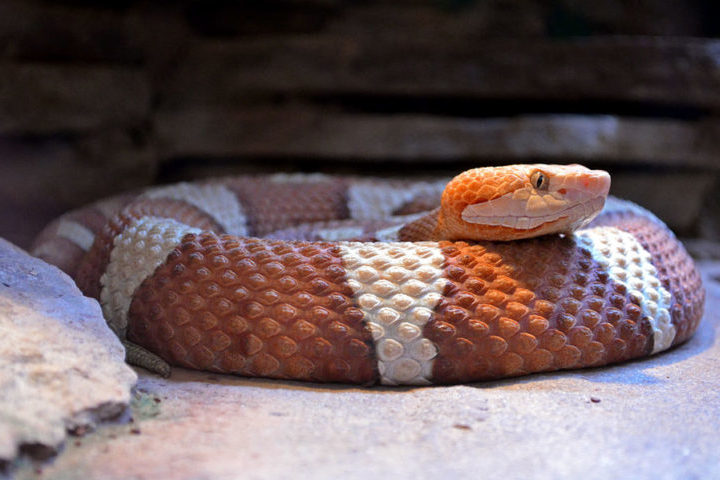O segundo anticorpo, chamado SNX-B03, ofereceu proteção parcial contra todas as espécies testadas, incluindo algumas das mais mortais do mundo.
