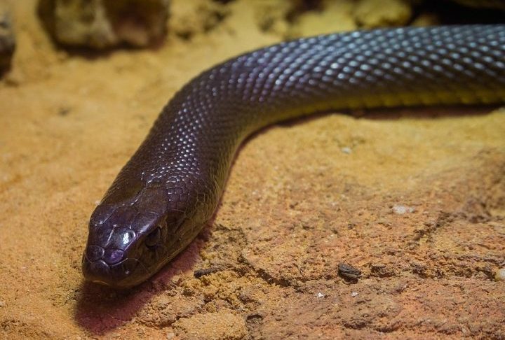 Taipan-do-interior (Austrália): Uma única picada pode conter veneno suficiente para matar até 100 homens adultos. Os efeitos incluem paralisia (em minutos), problemas de coagulação sanguínea e hemorragia interna.