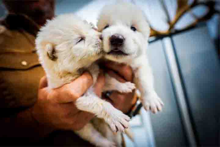 De acordo com a empresa, três filhotes de lobo-terrível (dire wolf, em inglês) foram “gerados com uso de DNA antigo extraído de resto fossilizado”. 
