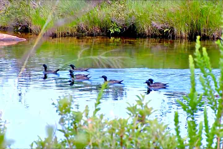 Durante uma expedição no Parque Nacional da Serra da Canastra, a equipe de pesquisa conseguiu localizar e registrar uma família de sete patos-mergulhões, incluindo filhotes. 