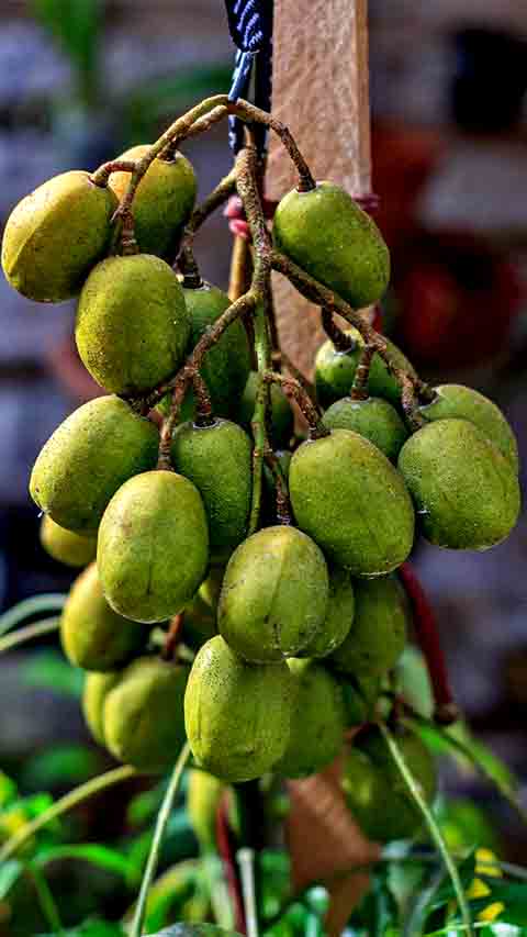 O fruto, por sua vez, tem formato cilíndrico, com 6 a 10 cm de comprimento, 5 a 9 cm de diâmetro, podendo pesar até 380 g. 