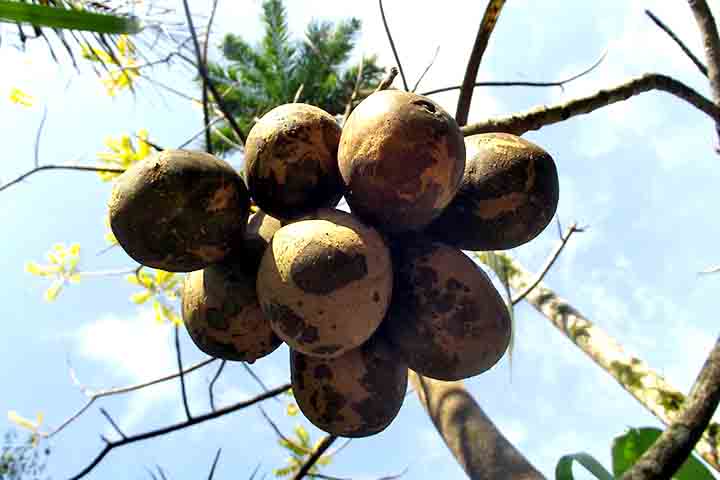 A produção de cajá-manga é essencialmente extrativista, com coletas diretamente de plantas existentes na natureza, em cultivos em fundo de quintais, em regiões de mata ou em áreas urbanas.