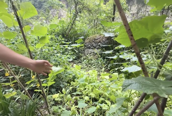 No local, a família também aproveita a terra para cultivar alimentos como abóbora, pimenta, tomate e árvores frutíferas.