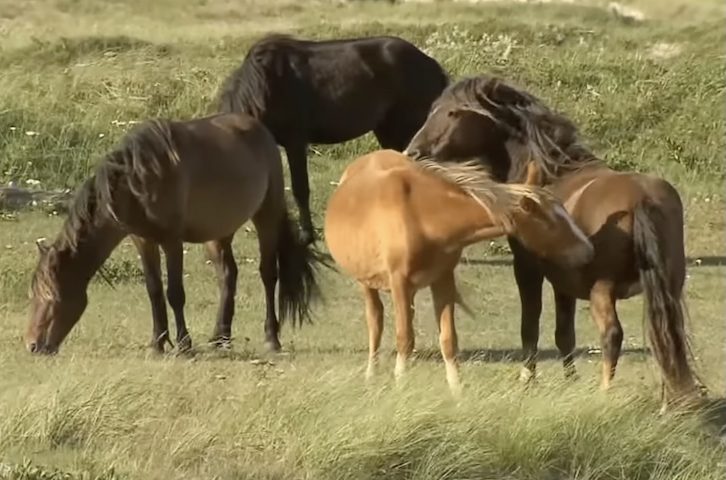 Com o passar do tempo, esses cavalos formaram bandos e desenvolveram técnicas de sobrevivência extraordinárias para conseguir sobreviver nesse ambiente único.  