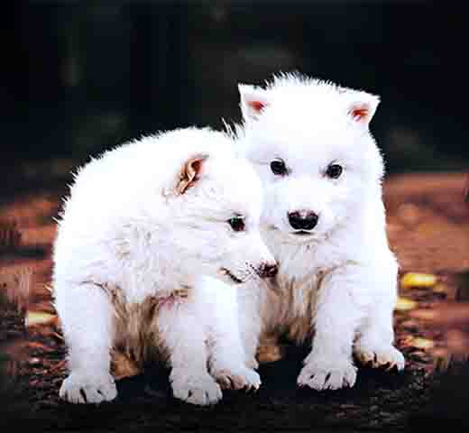 Segundo a “Time”, essa modificação genética teria produzido um híbrido, e não uma réplica exata dos lobos terríveis. 
