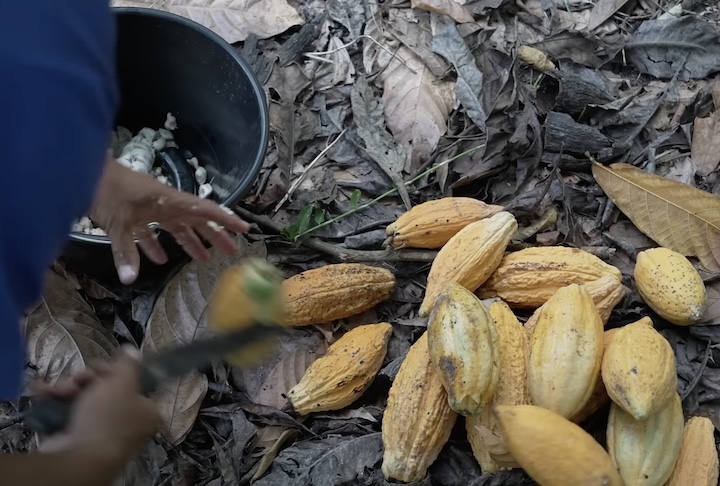 Além do impacto econômico, a comunidade preserva tradições japonesas, como o conceito de mottainai (aproveitamento total dos recursos).