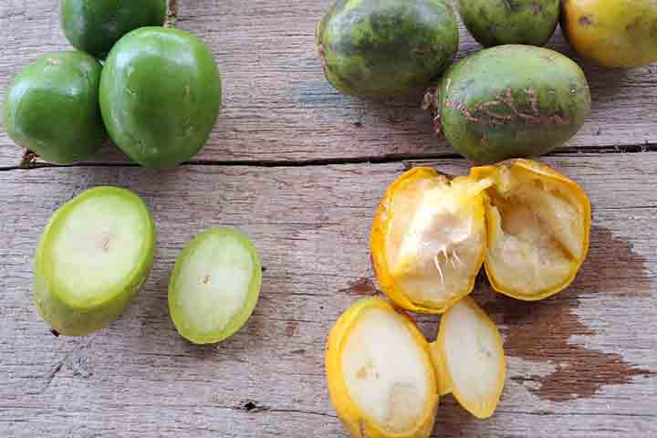 Além disso, deve-se ficar atento a pragas comuns, como cochonilhas e pulgões, que podem ser controladas com soluções naturais, como caldas de sabão neutro.