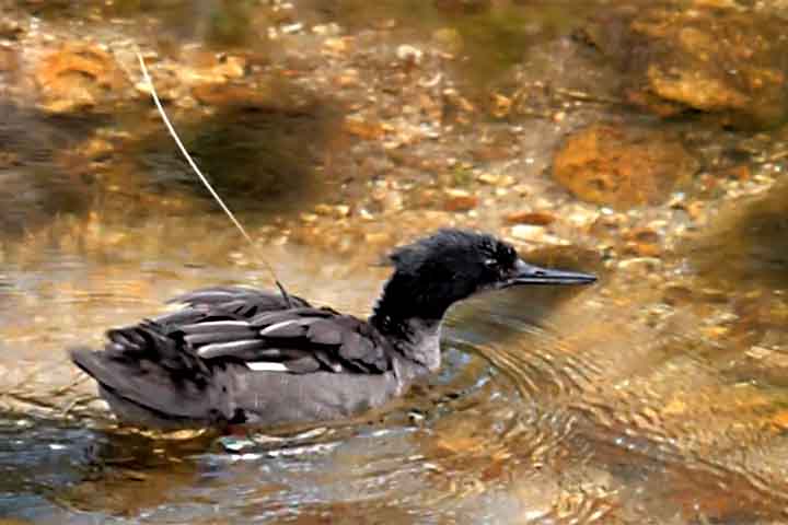 Esses dispositivos, testados e fornecidos pelo Zooparque Itatiba, permitem rastrear os deslocamentos das aves remotamente, sem interferir em seu comportamento natural. 