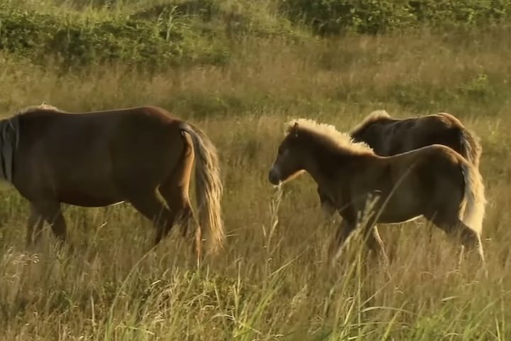 Eles quase desapareceram no século 20 devido à captura para venda e abate, até que, em 1960, os cavalos passaram a ser protegidos pela lei canadense.