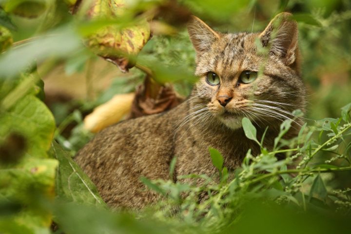 Estamos falando de removê-los do ambiente, e isso atualmente é feito por meios letais, o que não nos agrada. Esse é o maior desafio, afirmou ela ao The Guardian.
