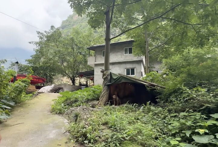 O clima também favorece a vida no local: lá é mais quente no inverno e mais fresco no verão do que as áreas altas do cânion, por exemplo. 