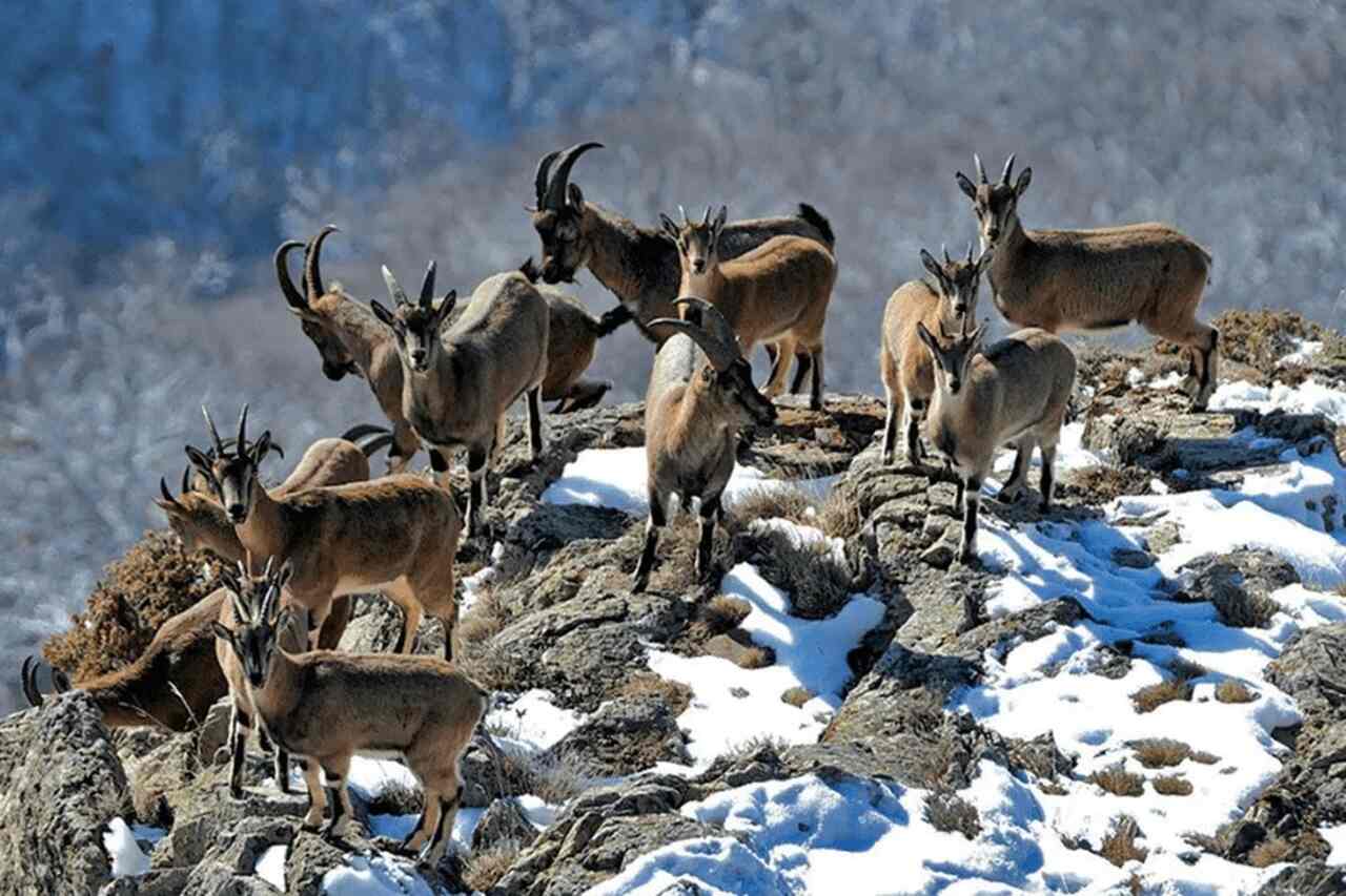 Ao viajar pelas estradas da Armênia, é comum encontrar animais como bois, vacas e carneiros cruzando o caminho. Por isso, é preciso atenção redobrada: você pode ter que parar e esperar enquanto eles atravessam tranquilamente a pista.