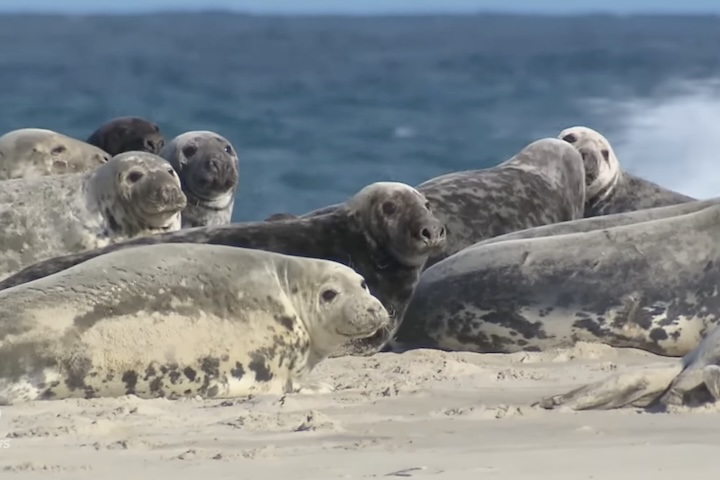 Além dos cavalos, vale mencionar que a ilha abriga enormes colônias de focas-cinzentas, responsáveis por uma das maiores populações da espécie no mundo.