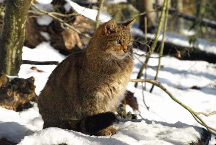 O ministro da Conservação da Nova Zelândia, Tama Potaka, anunciou que o país pretende erradicar a população de gatos selvagens até 2050. 