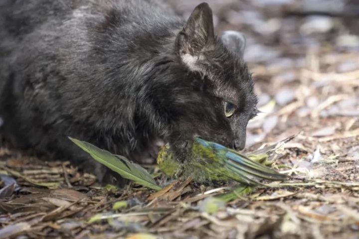 Esses animais agora fazem parte do programa Predator Free 2050, dedicado ao combate de espécies invasoras.