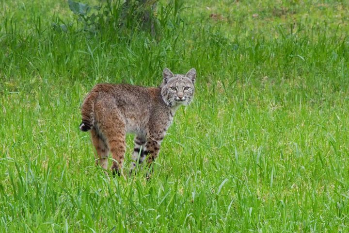 Gatos selvagens agora são encontrados por toda a Nova Zelândia, de fazendas a florestas, e exercem enorme pressão sobre aves, morcegos, lagartos e insetos nativos, narrou o governo neozelandês. 