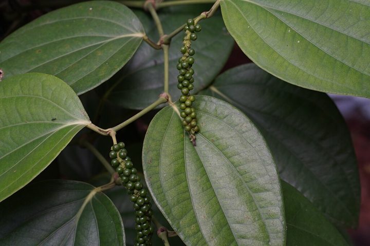 Inicialmente, os imigrantes enfrentaram grandes dificuldades de adaptação, mas prosperaram com a monocultura da pimenta-do-reino.