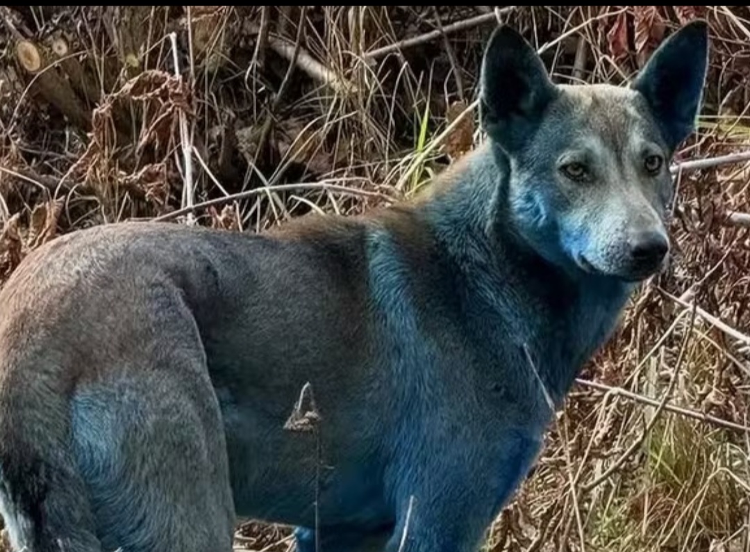 Pesquisadores e veterinários ligados à Clean Futures Fund identificaram cães com pelos em tom azulado na Zona de Exclusão de Chernobyl, resultado de uma rara exposição a compostos químicos presentes em antigas instalações industriais.