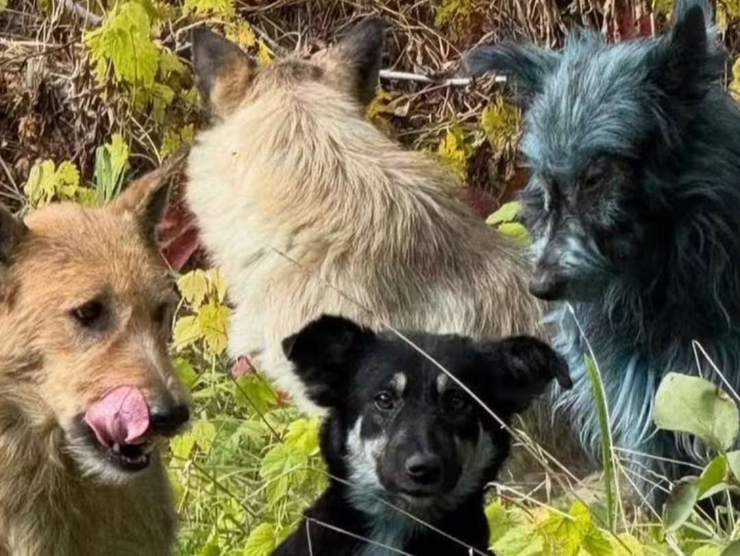 A descoberta abriu novas frentes de estudo sobre impactos ambientais de longo prazo e reforçou a importância de programas de cuidado, vacinação e acompanhamento genético dos cães locais.